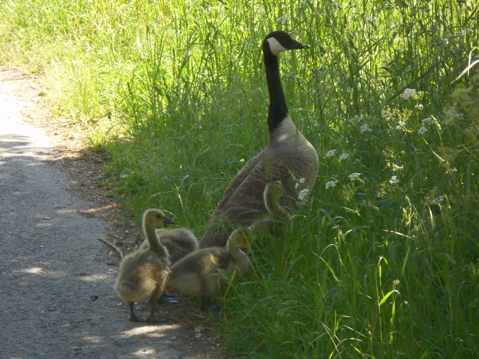 Nachwuchs an der Erft-2